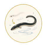 クロコのイラスト