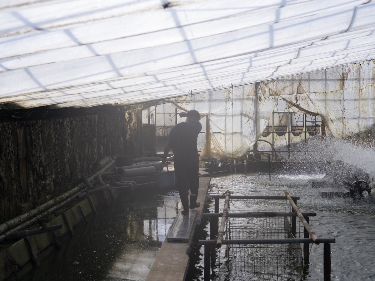 養鰻担当（丸浜入七養鰻場）の現場